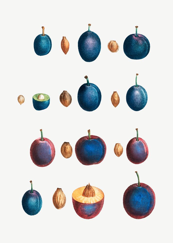 Vintage stages of a plum vector