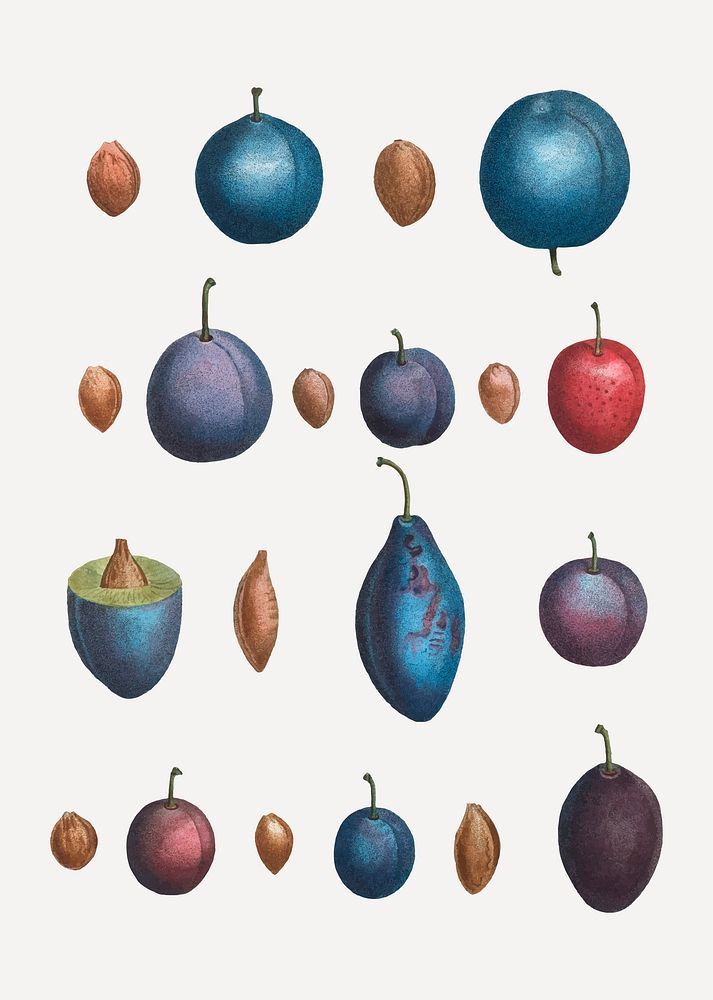 Vintage common plum fruits set vector