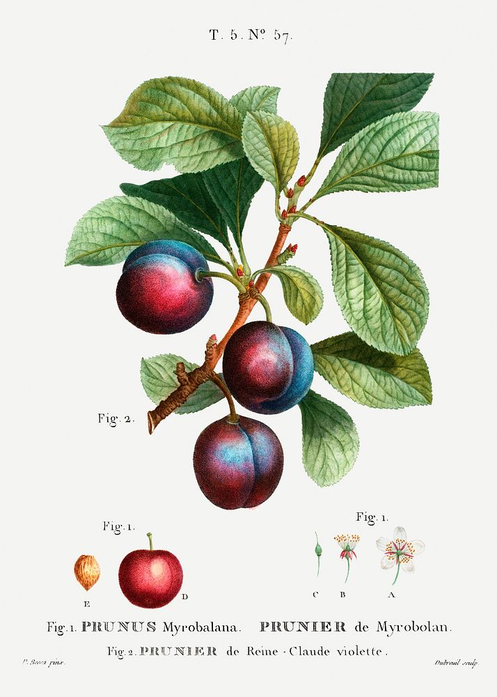 Myrobalan plum (Prunus Myrobalana) from Trait&eacute; des Arbres et Arbustes que l&rsquo;on cultive en France en pleine…