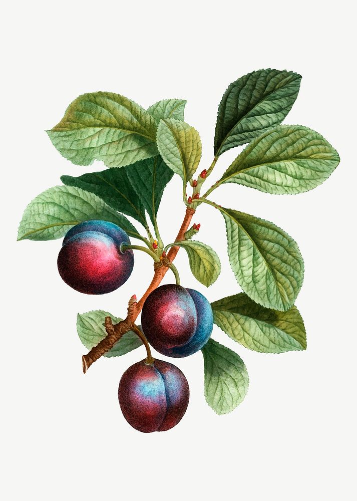 Vintage myrobalan plum plant vector