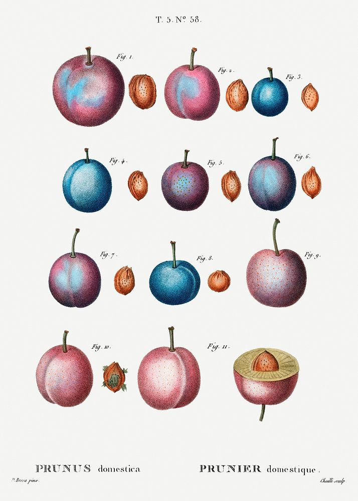 Common plum (Prunus domestica) from Trait&eacute; des Arbres et Arbustes que l&rsquo;on cultive en France en pleine terre…