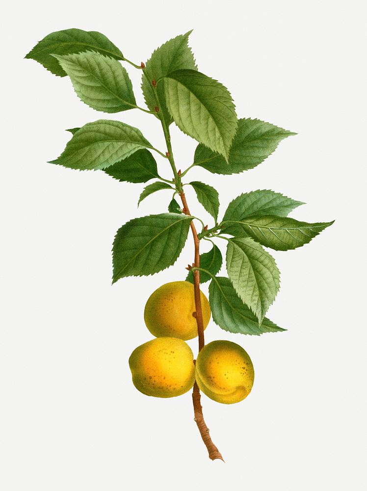 Vintage Brian&ccedil;on apricot branch plant illustration