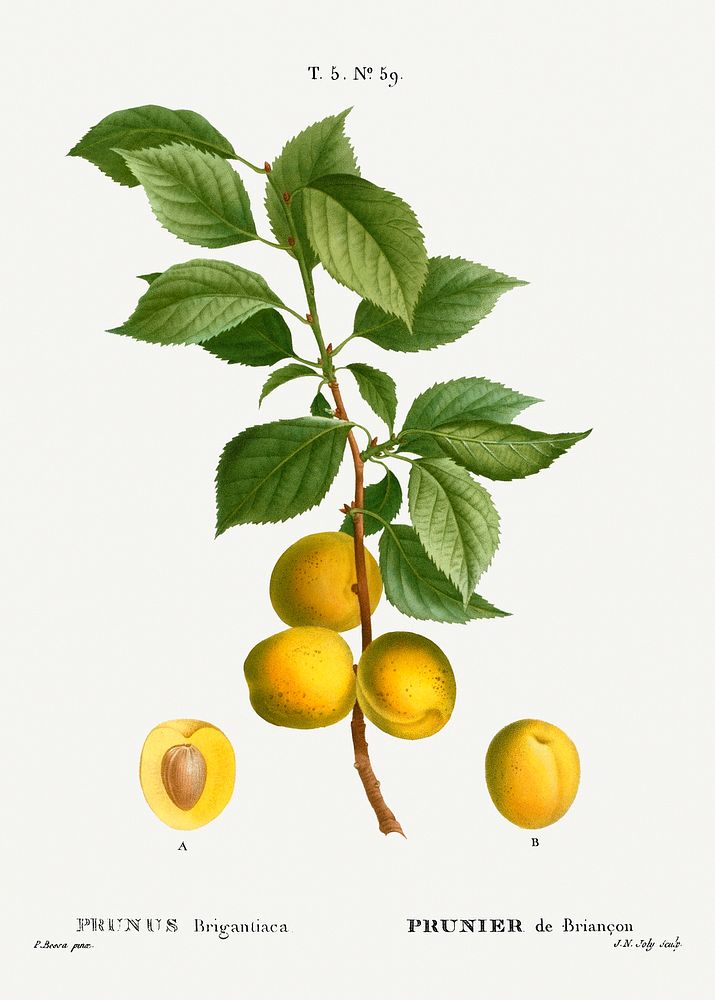 Brian&ccedil;on apricot, Prunus brigantiacafrom Trait&eacute; des Arbres et Arbustes que l&rsquo;on cultive en France en…
