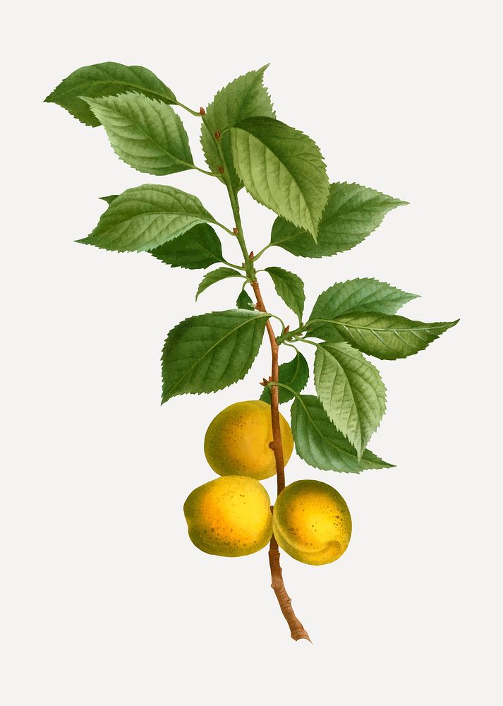 Vintage Brian&ccedil;on apricot branch plant vector