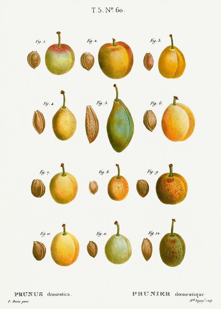 Common plums, Prunus domesticafrom Trait&eacute; des Arbres et Arbustes que l&rsquo;on cultive en France en pleine terre…