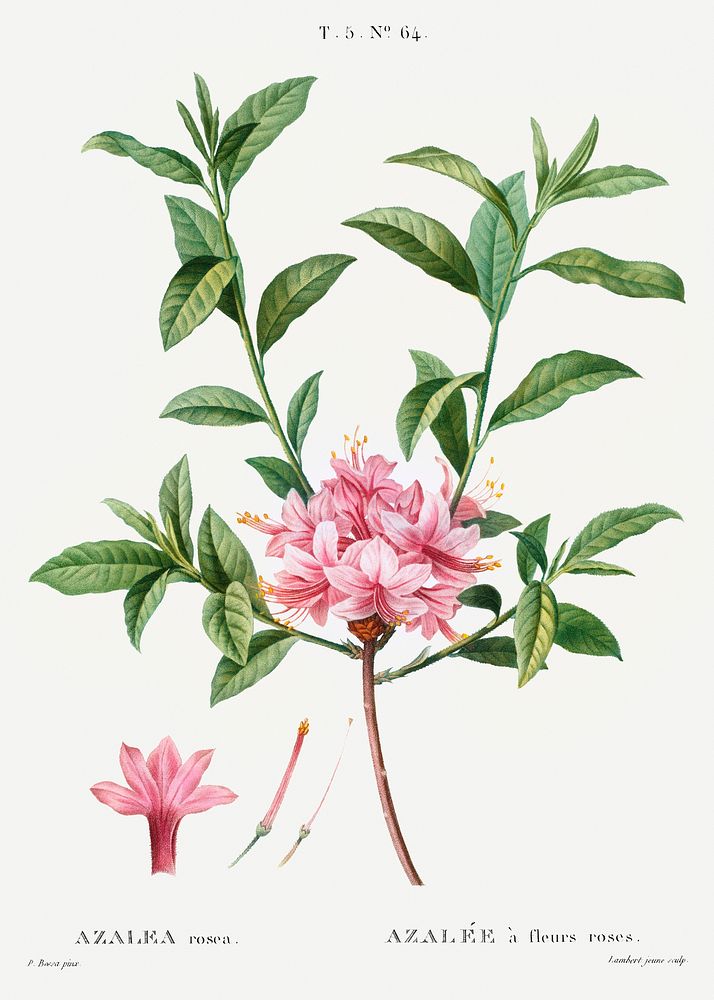 Azalea (Azalea rosea) from Trait&eacute; des Arbres et Arbustes que l&rsquo;on cultive en France en pleine terre…