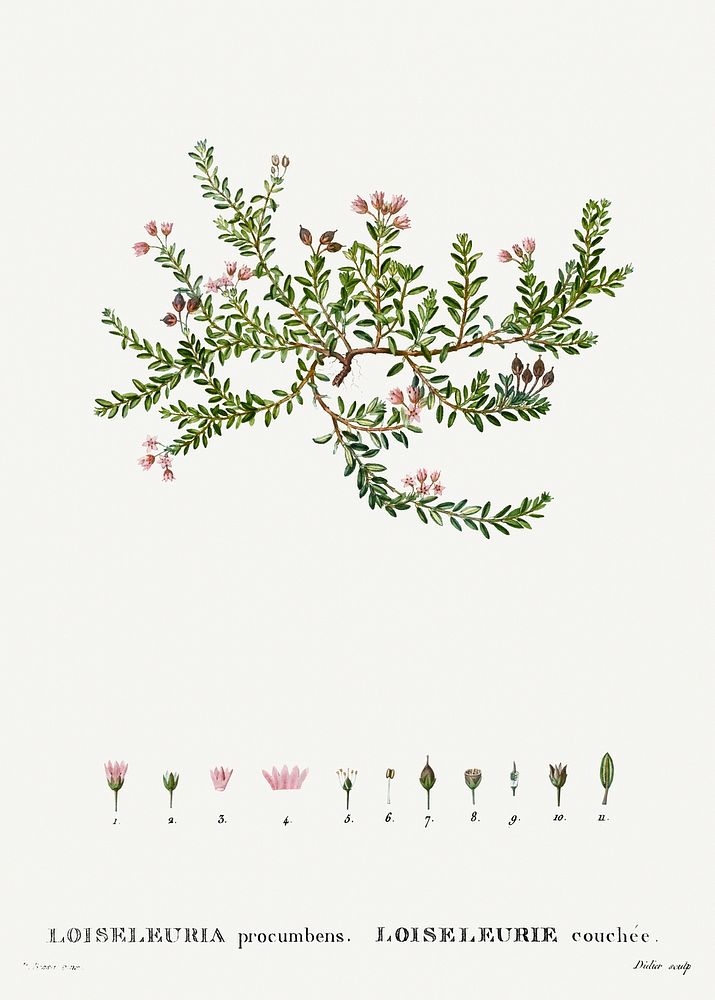 Alpine azalea, Loiseleuria procumbensfrom Trait&eacute; des Arbres et Arbustes que l&rsquo;on cultive en France en pleine…