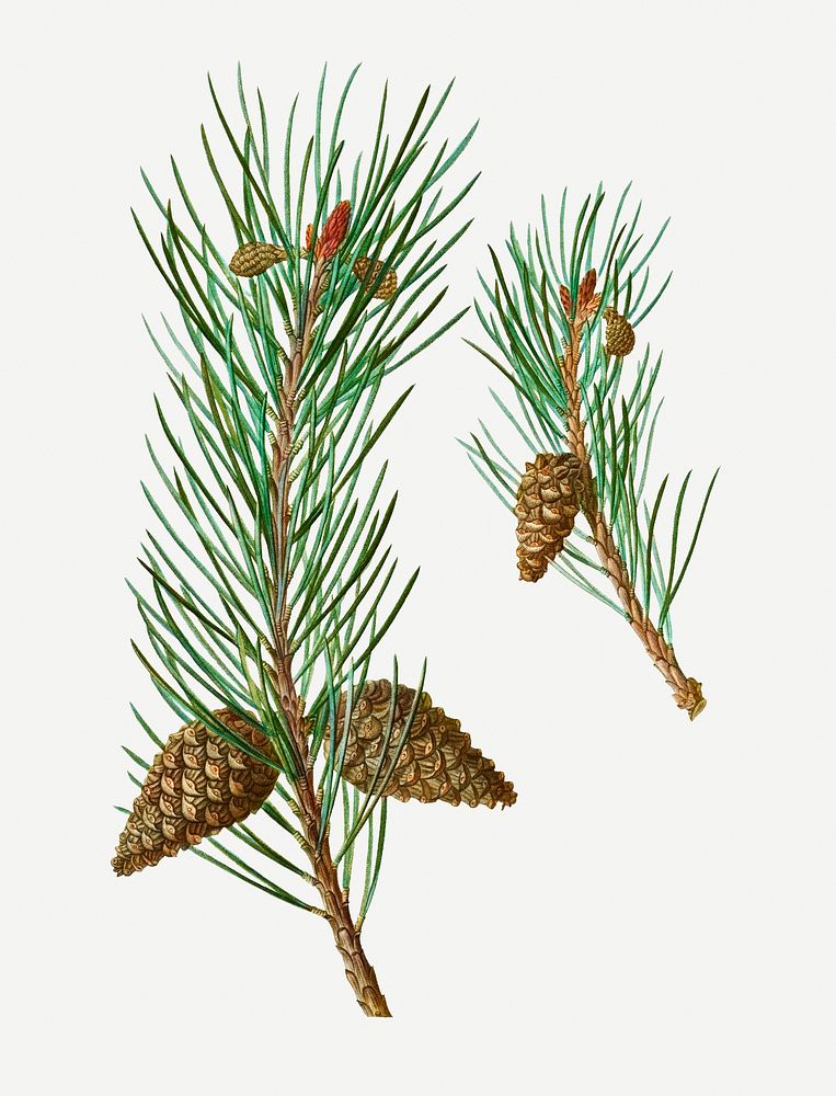 Scots pine conifer cone illustration