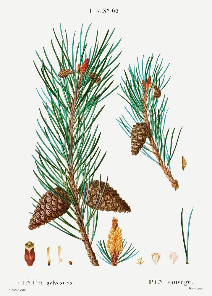 Scots pine (Pinus sylvestris) from Trait&eacute; des Arbres et Arbustes que l&rsquo;on cultive en France en pleine terre…