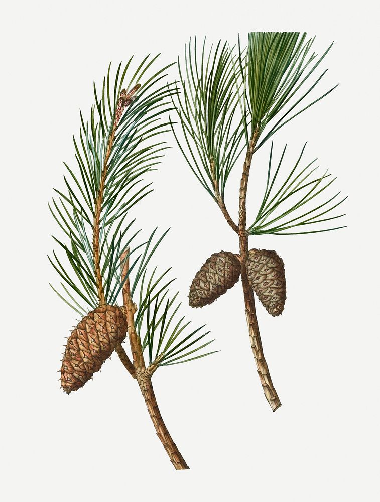 Vintage conifer cones branch plant illustration