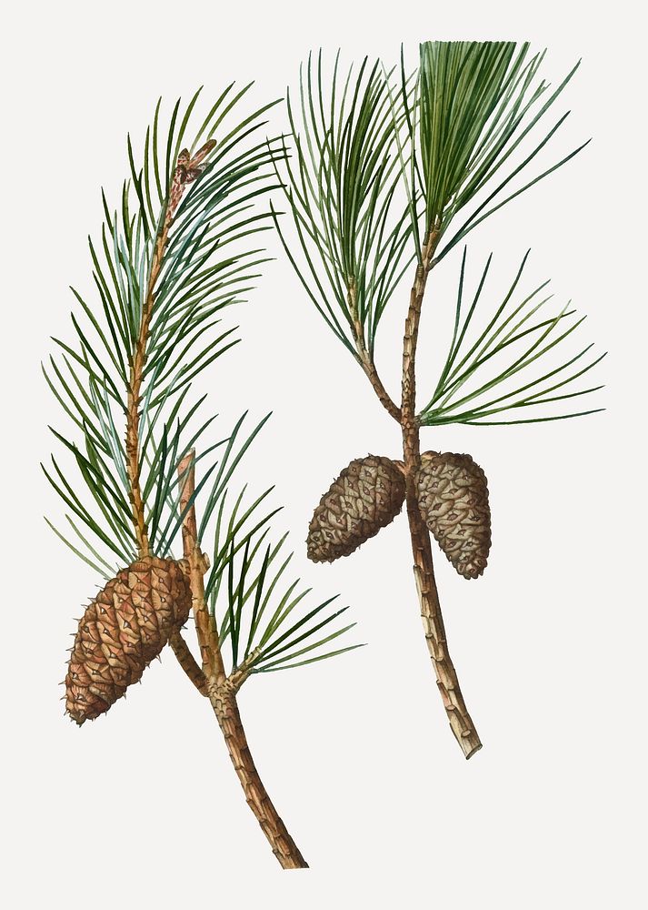Vintage conifer cones branch plant vector