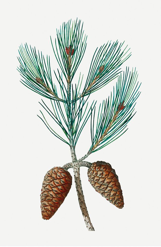 Aleppo pine and conifer cones illustration
