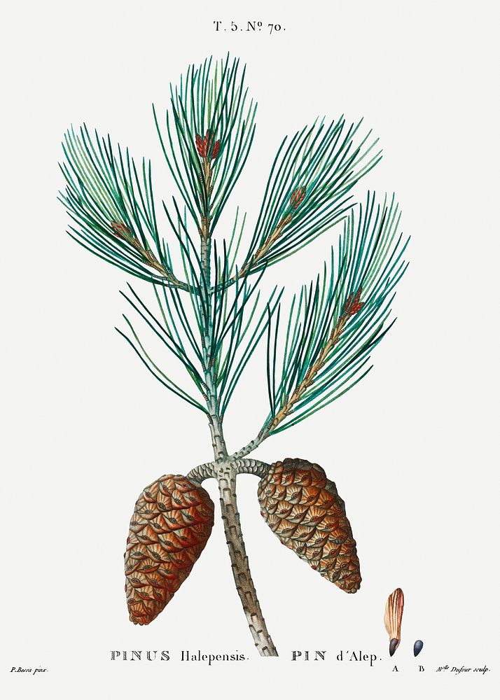 Aleppo pine (Pinus halepensis) from Trait&eacute; des Arbres et Arbustes que l&rsquo;on cultive en France en pleine terre…