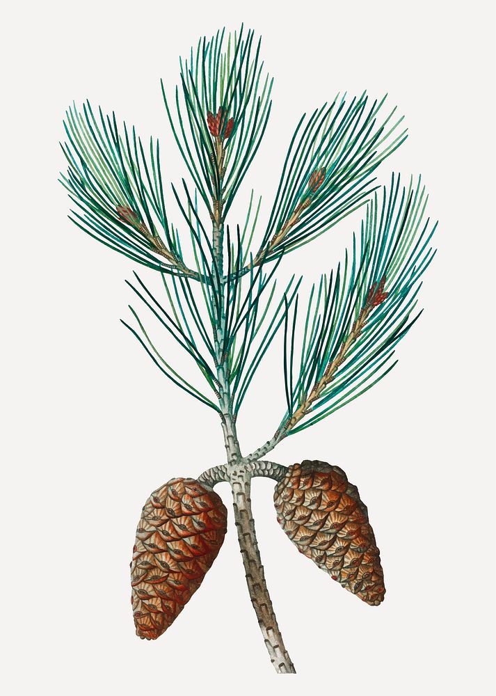 Vintage Aleppo pine and conifer cones vector