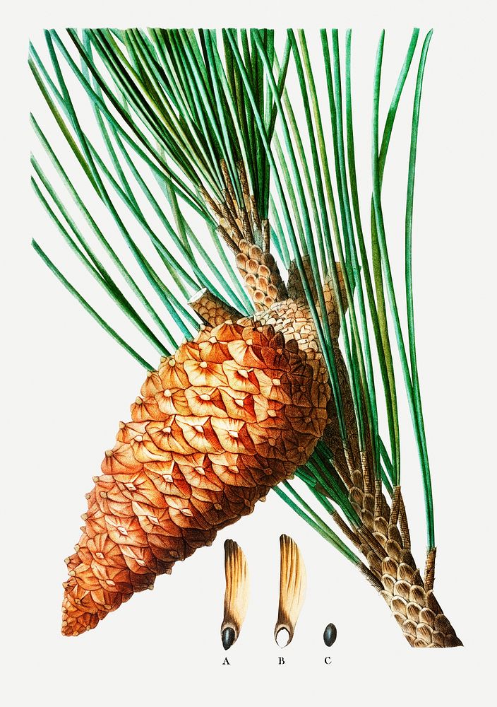 Vintage maritime pine cone illustration