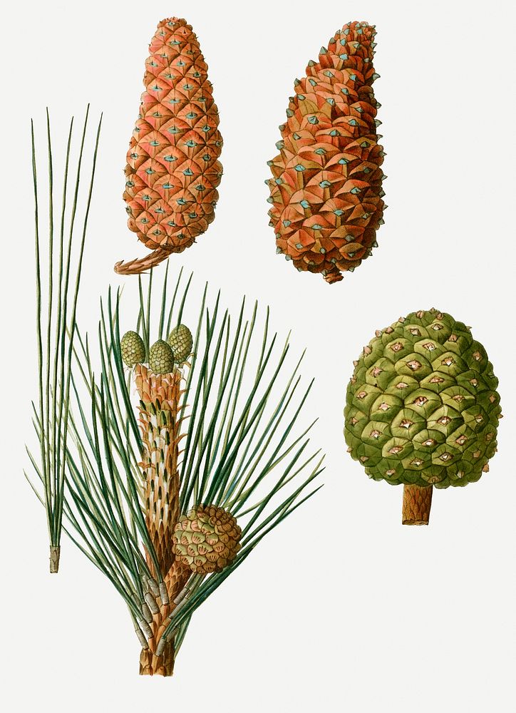 Vintage conifer cones branch plant illustration