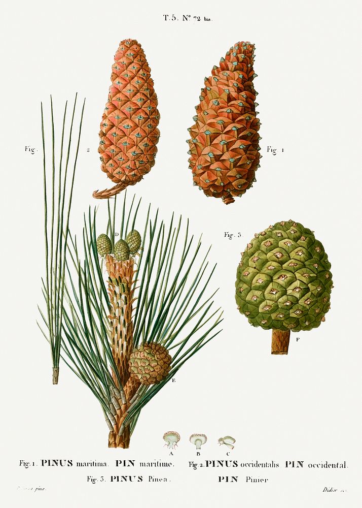 Maritime pine, Pinus maritima, Hispaniolan pine, Pinus occidentalis and Stone pine, Pinus pineafrom Trait&eacute; des Arbres…