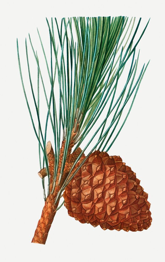 Stone pine and conifer cone illustration