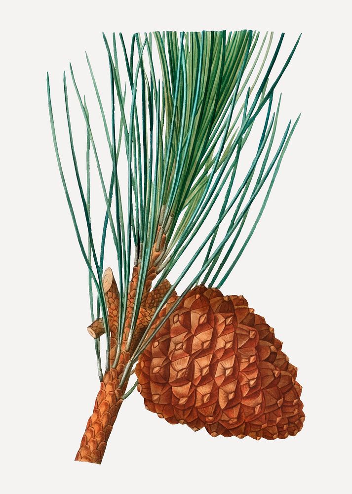 Vintage stone pine and conifer cone vector