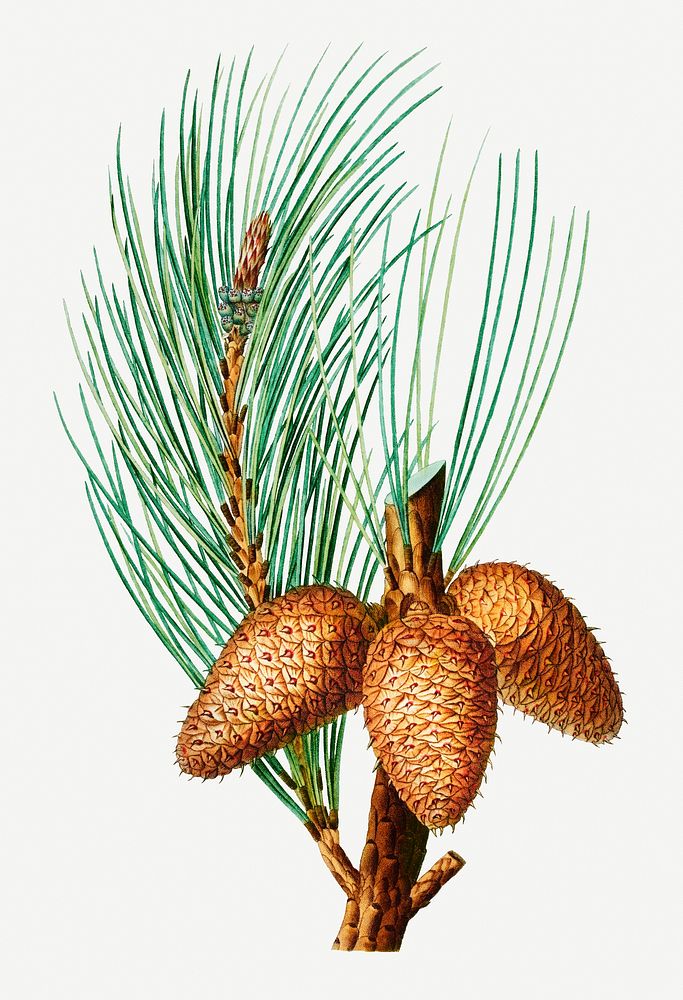 Vintage pitch pine cones illustration