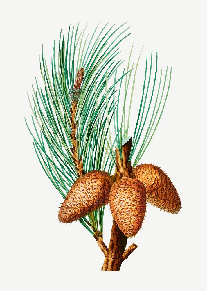 Vintage pitch pine cones vector