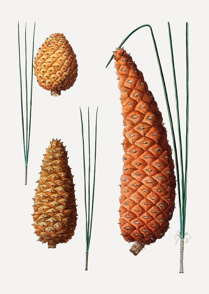 Vintage conifer cones set vector