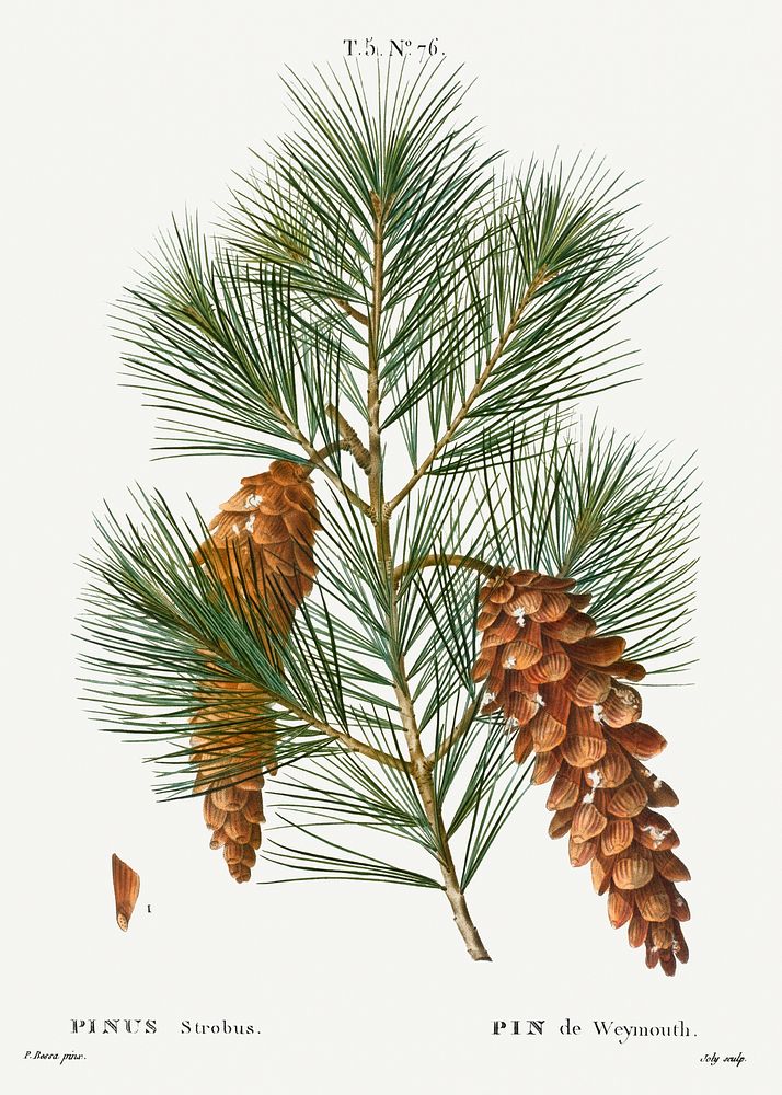 White pine, Pinus strobusfrom Trait&eacute; des Arbres et Arbustes que l&rsquo;on cultive en France en pleine terre…