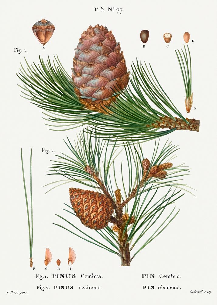 Swiss pine, Pinus cembra and Red pine, Pinus resinosafrom Trait&eacute; des Arbres et Arbustes que l&rsquo;on cultive en…