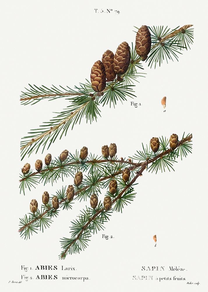 European larch, Abies larix and Tamarack, Abies microcarpafrom Trait&eacute; des Arbres et Arbustes que l&rsquo;on cultive…