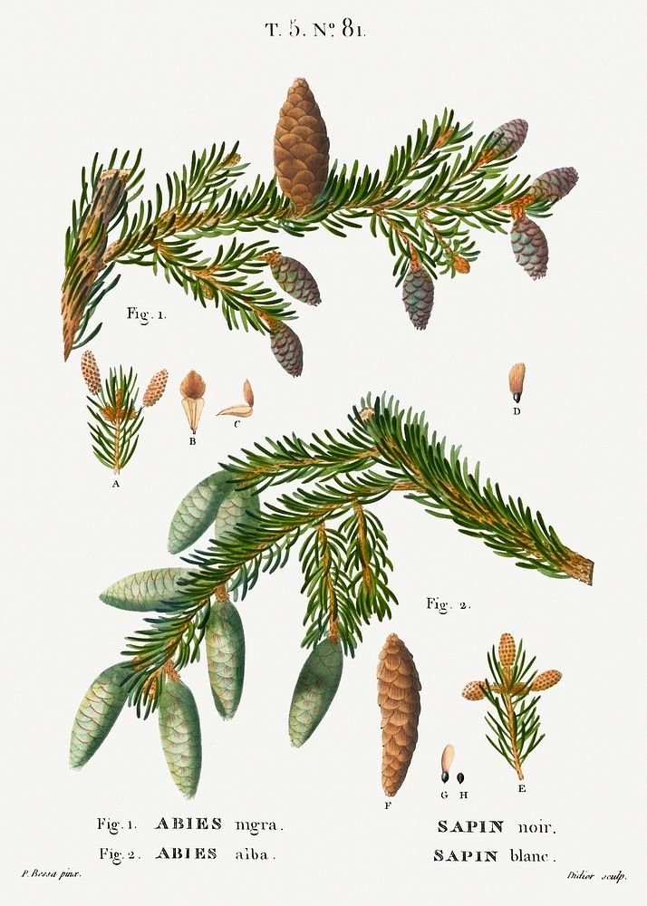 Black spruce, Abies nigra and Silver fir, Abies alba from Trait&eacute; des Arbres et Arbustes que l&rsquo;on cultive en…