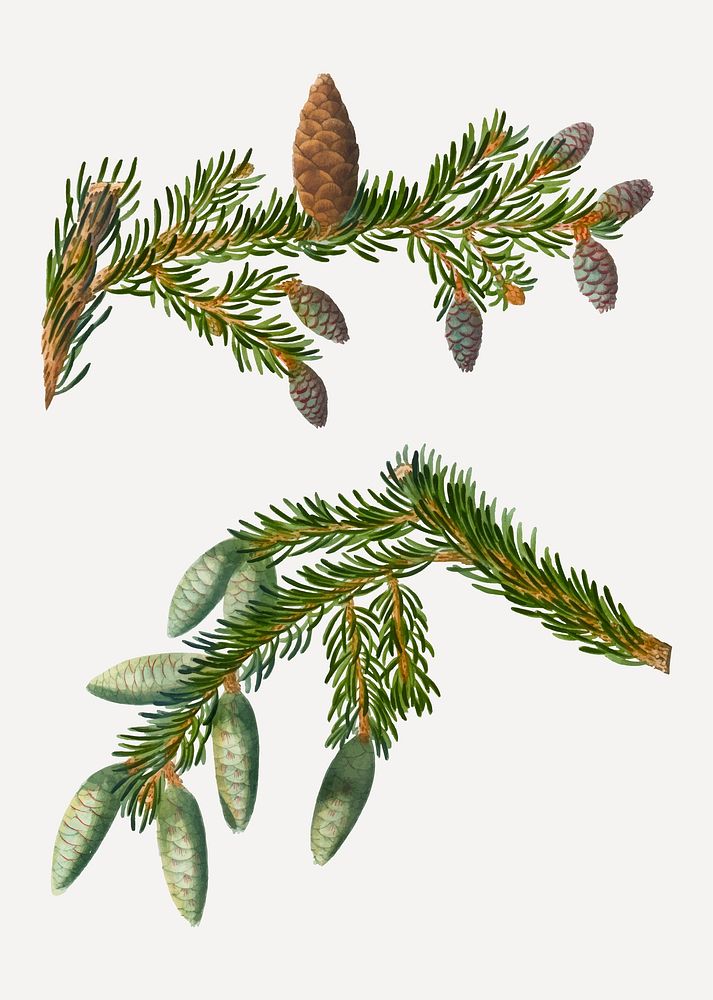 Vintage conifer cones branch plant vector