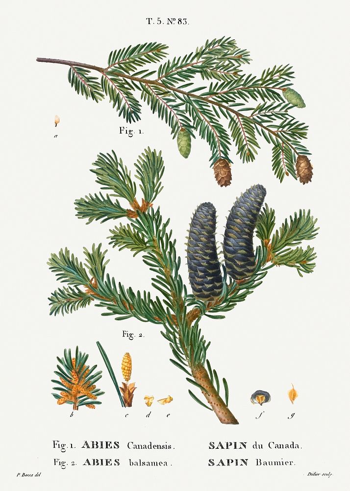 Eastern hemlock, Abies Canadensis and Balsam fir, Abies balsamea from Trait&eacute; des Arbres et Arbustes que l&rsquo;on…