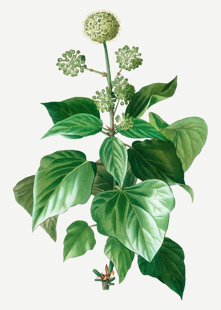 Common ivy flowering plant illustration