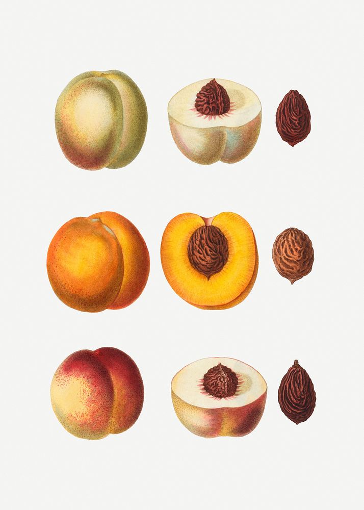 Various peach fruits set illustration