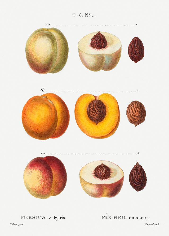 Peach (Persica vulgaris) from Trait&eacute; des Arbres et Arbustes que l&rsquo;on cultive en France en pleine terre…