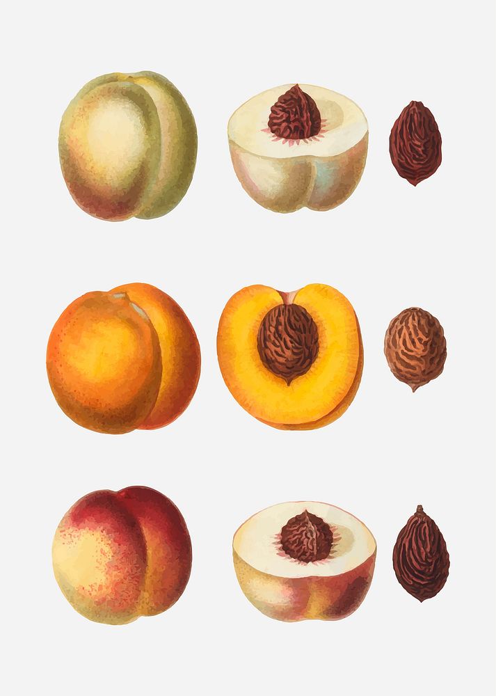 Vintage sliced juicy peaches vector
