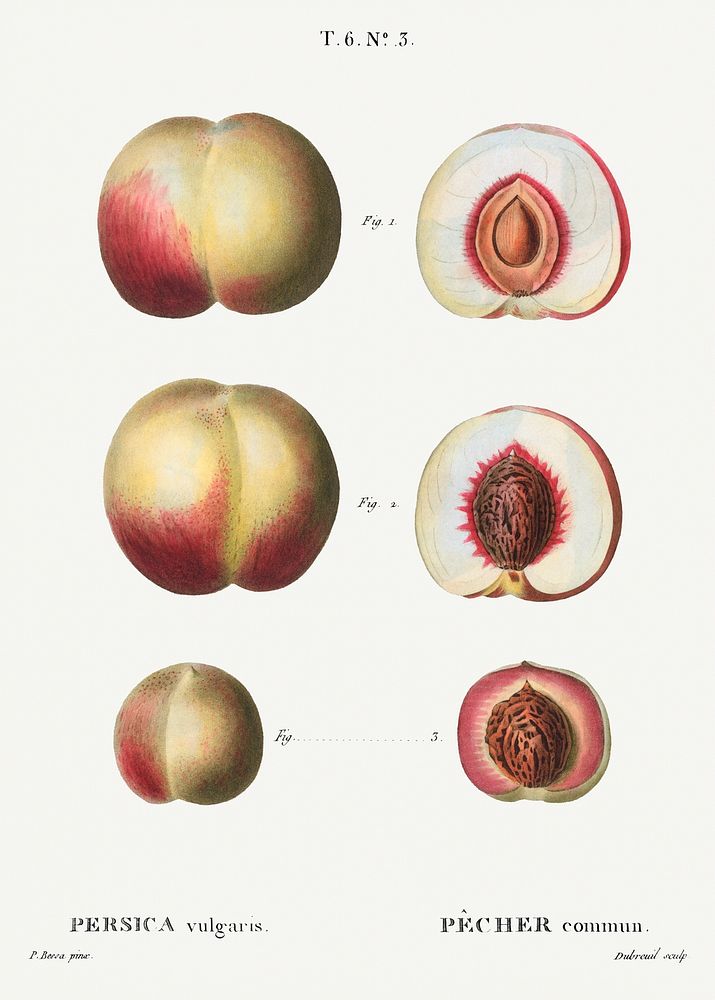 Peaches, Persica vulgaris from Trait&eacute; des Arbres et Arbustes que l&rsquo;on cultive en France en pleine terre…