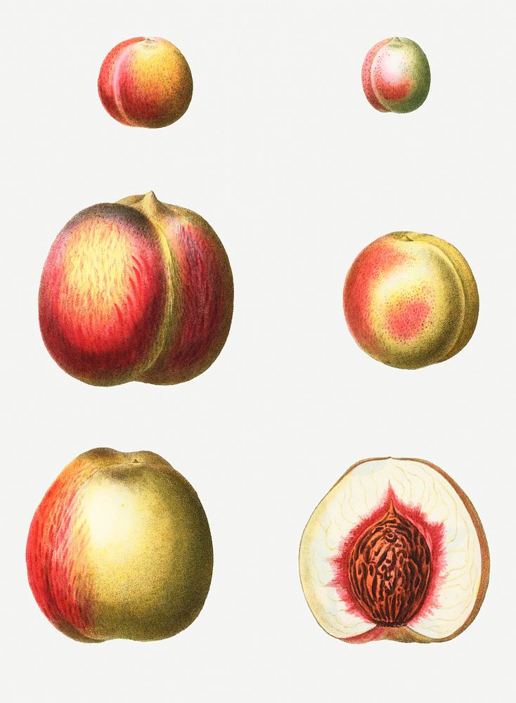Vintage stages of a peach illustration