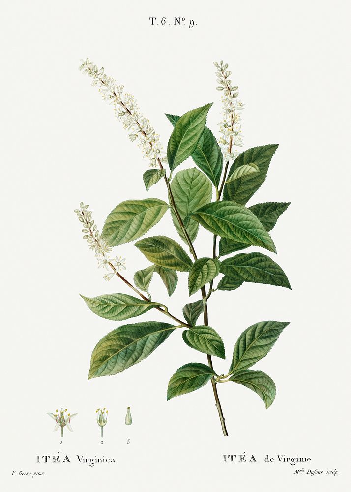 Virginia sweetspire, Itea virginica from Trait&eacute; des Arbres et Arbustes que l&rsquo;on cultive en France en pleine…