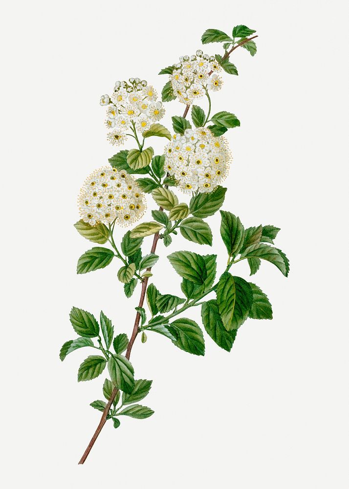 Vintage germander meadowsweet branch plant | Premium PSD Illustration ...