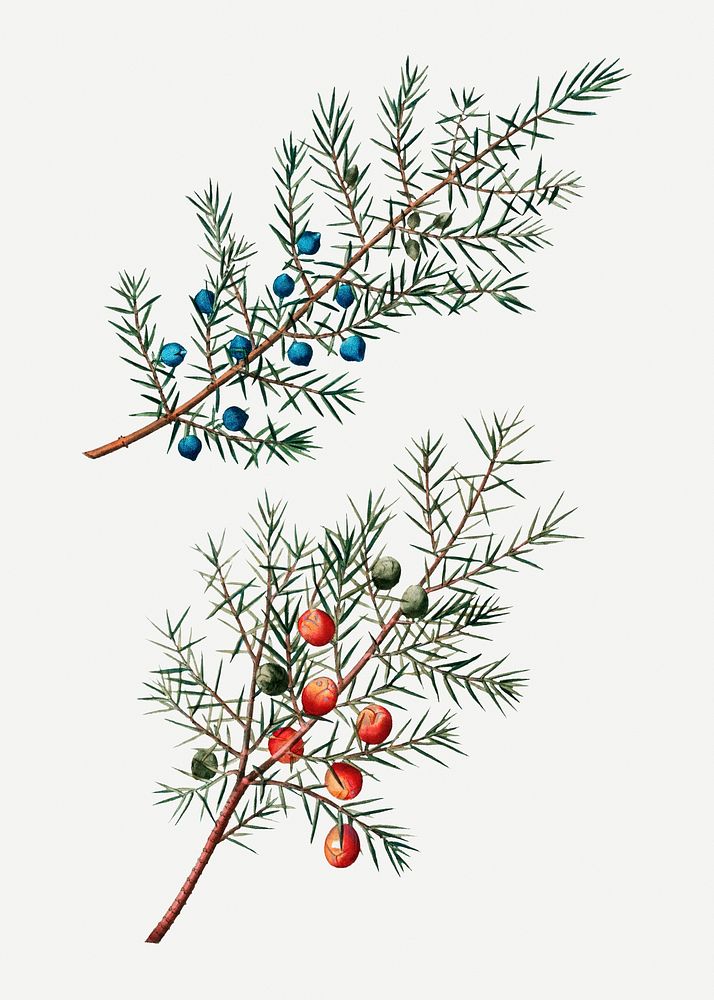 Common juniper branch plant illustration | Premium PSD Illustration ...