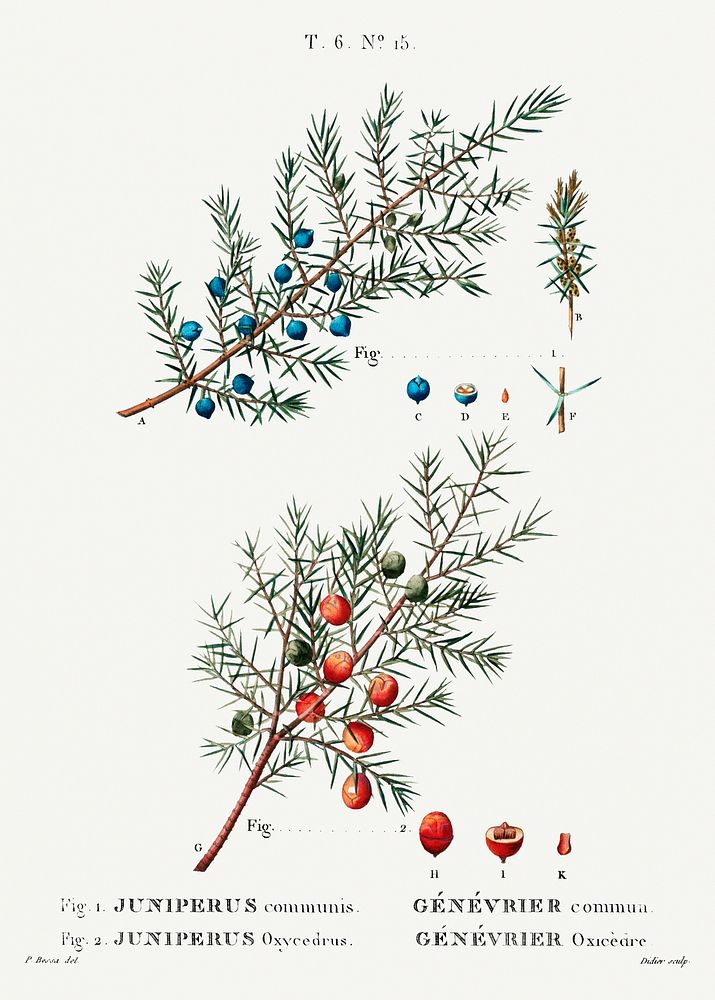 Common juniper (Juniperus communis) from Trait&eacute; des Arbres et Arbustes que l&rsquo;on cultive en France en pleine…