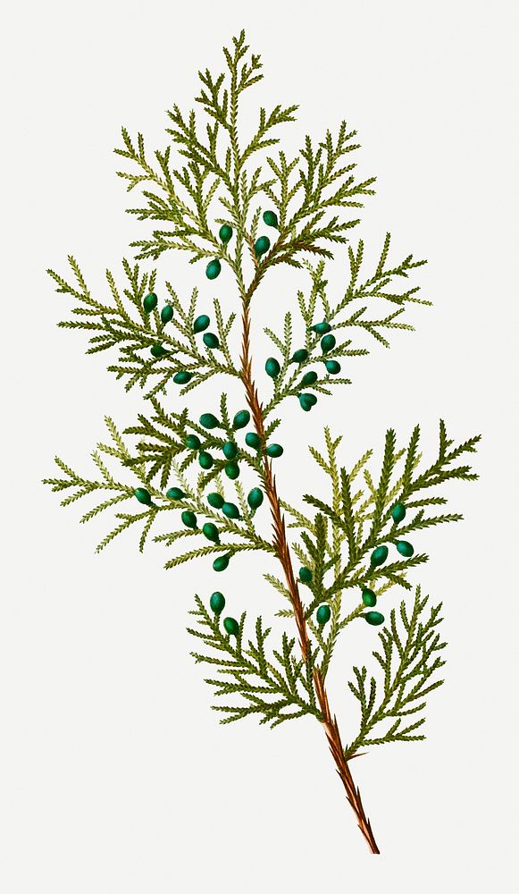 Vintage Virginian juniper branch plant illustration