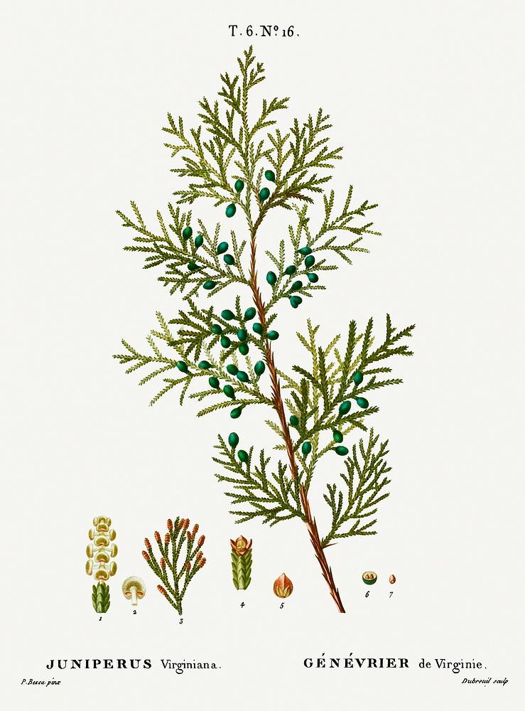 Virginian juniper, Juniperus virginiana from Trait&eacute; des Arbres et Arbustes que l&rsquo;on cultive en France en pleine…
