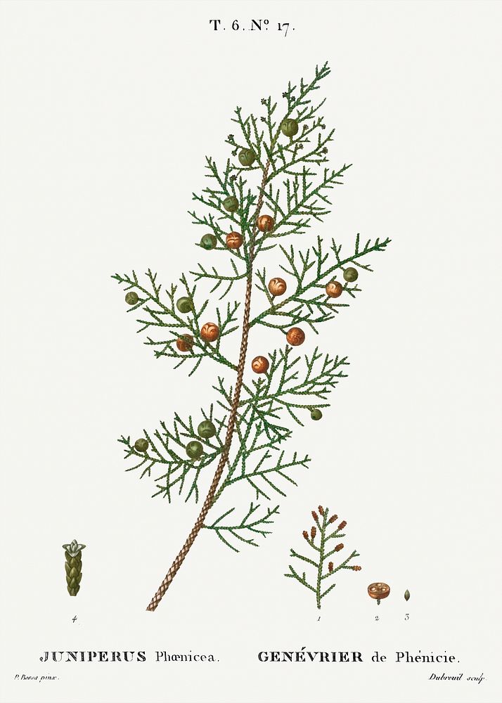 Phoenicean juniper, Juniperus phoenicea from Trait&eacute; des Arbres et Arbustes que l&rsquo;on cultive en France en pleine…