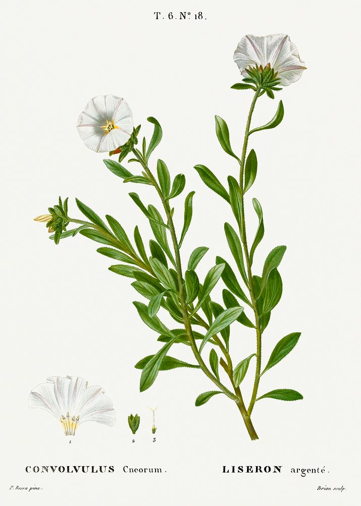 Convolvulus arvensis from Trait&eacute; des Arbres et Arbustes que l'on cultive en France en pleine terre (1801&ndash;1819)…