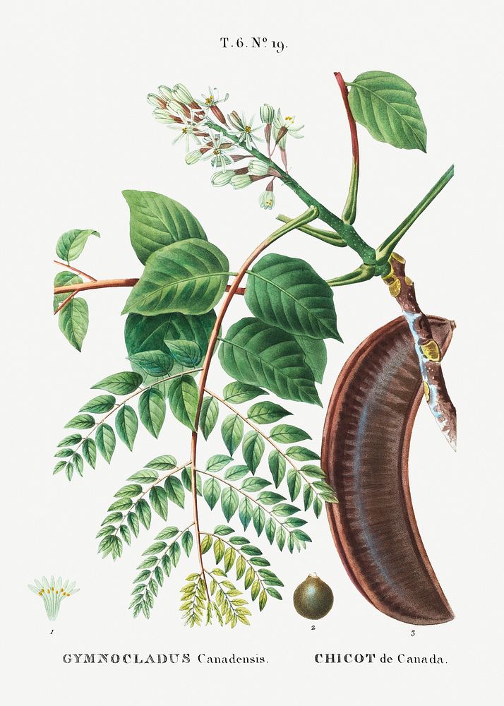Kentucky coffeetree (Gymnocladus canadensis) from Trait&eacute; des Arbres et Arbustes que l&rsquo;on cultive en France en…