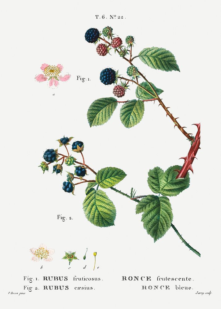 1. Blackberry (Rubus fruticosus) 2. Dewberry (Rubus caesius) from Trait&eacute; des Arbres et Arbustes que l&rsquo;on…