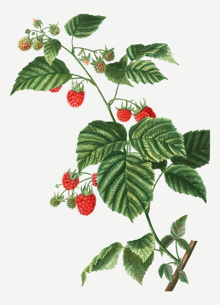 Vintage European Raspberry branch illustration