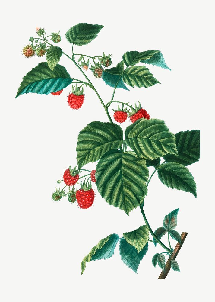 Vintage European Raspberry branch vector